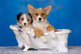 Veterinary Formula КОХАННЯ ЦУЦЯ (Puppy Love Shampoo) шампунь для цуценят і кошенят Veterinary Formula ЛЮБОВЬ ЩЕНКА (Puppy Love Shampoo) шампунь для щенков и котят